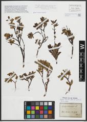 Foto von Salix arbuscula L.